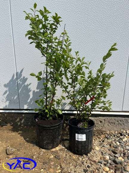 2 - Nanking Cherry 's (BUYER MUST PAY 2X THE BID PRICE)