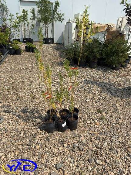 6 - Golden Willow (BUYER MUST PAY 6X THE BID PRICE)