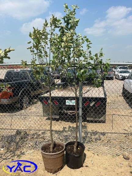 2 - Battleford Apple Trees (BUYER MUST PAY 2X THE BID PRICE)
