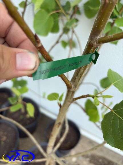 6 - Northwest Poplar (Cottonless) (BUYER MUST PAY 6X THE BID PRICE)