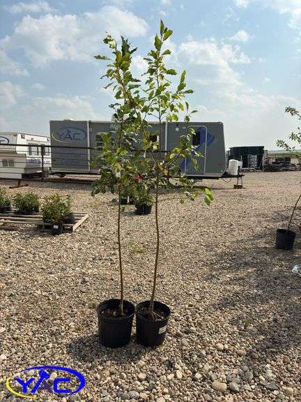 2 - Dolgo Crabapple Trees (BUYER MUST PAY 2X THE BID PRICE)