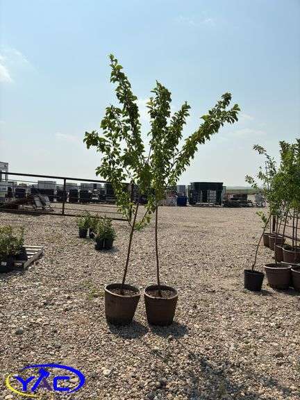 2 - Brook Red Plum Trees (BUYER MUST PAY 2X THE BID PRICE)