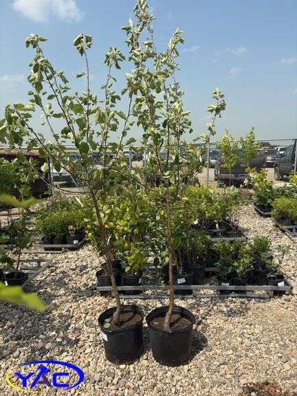 2 - September Ruby Apple Trees (BUYER MUST PAY 2X THE BID PRICE)