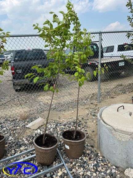 2 - Pembina Plum Trees (BUYER MUST PAY 2X THE BID PRICE)