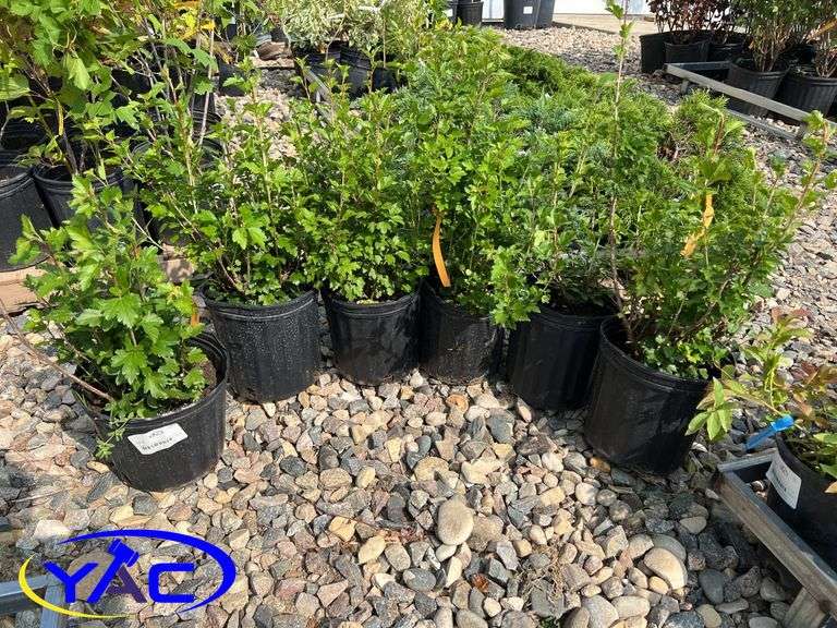 6 - Alpine Currant's  (BUYER MUST PAY 6X THE BID PRICE)