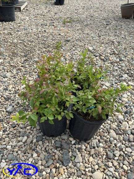 4 - North Blue Blueberry (BUYER MUST PAY 4X THE BID PRICE)