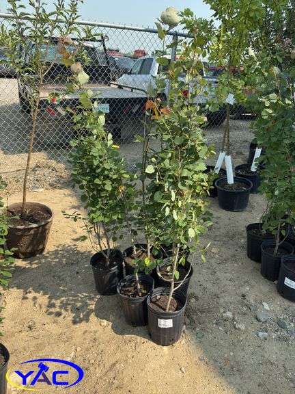 6 - Swedish Columnar Aspen (BUYER MUST PAY 6X THE BID PRICE)