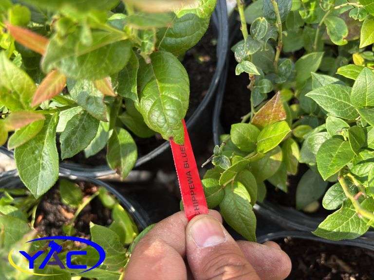 4 - Chippewa Blueberry (BUYER MUST PAY 4X THE BID PRICE)