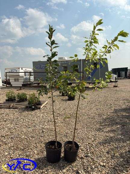 2 - Dolgo Crabapple Trees (BUYER MUST PAY 2X THE BID PRICE)