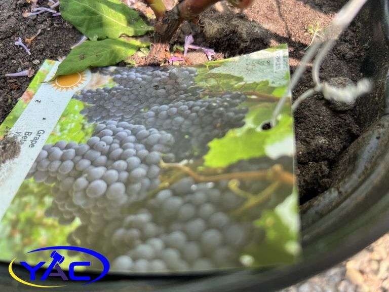 3 - Grape - Beta (BUYER MUST PAY 3X THE BID PRICE)
