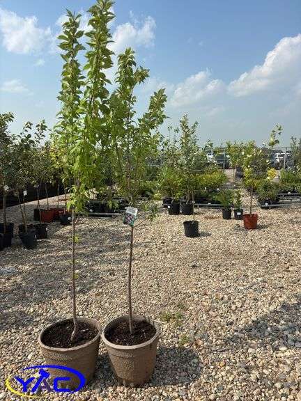 2 - Tecumseh Plum Trees (BUYER MUST PAY 2X THE BID PRICE)