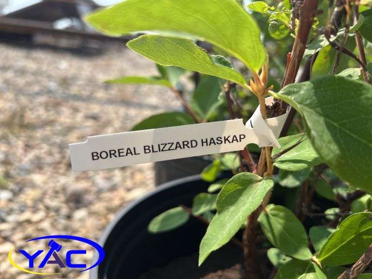 4 - Boreal Blizzard Haskap (BUYER MUST PAY 4X THE BID PRICE)