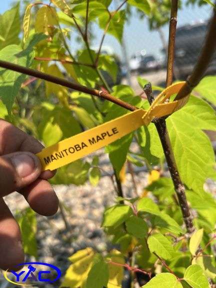 6 - Manitoba Maple Trees (BUYER MUST PAY 6X THE BID PRICE)