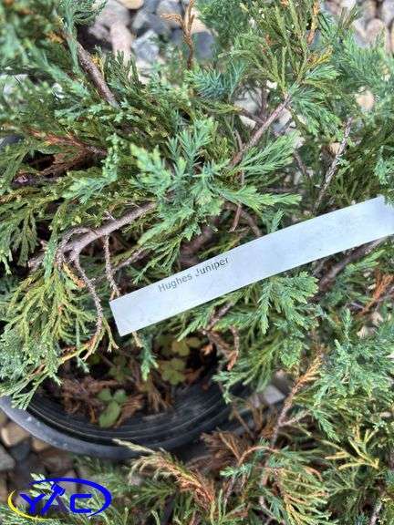 4 - Hughes Carpet Low Junipers (BUYER MUST PAY 4X THE BID PRICE)