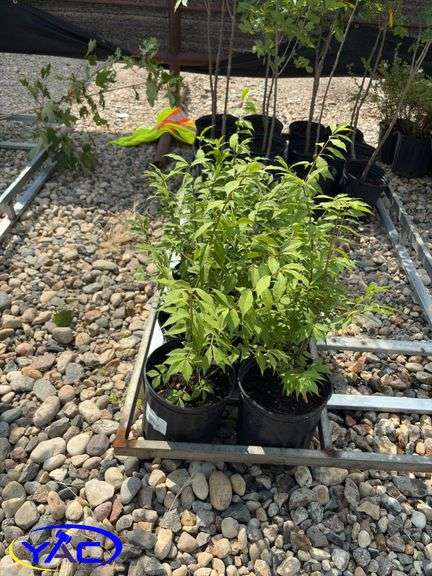 6 - Burning Bush  (BUYER MUST PAY 6X THE BID PRICE)
