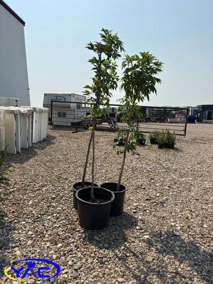 3 - Ohio Buckeye Trees (BUYER MUST PAY 3X THE BID PRICE)