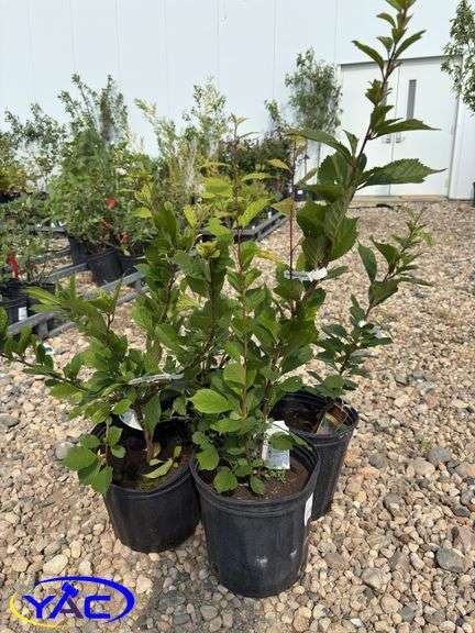 4 - Rose Tree of China/Double Flower Plum Trees  (BUYER MUST PAY 4X THE BID PRICE)