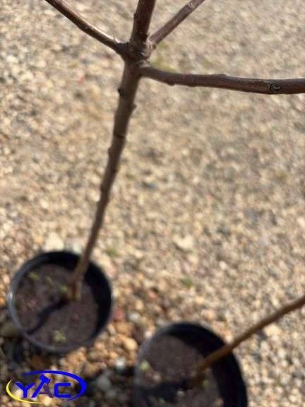 2 - Parkland Apple Trees (BUYER MUST PAY 2X THE BID PRICE)