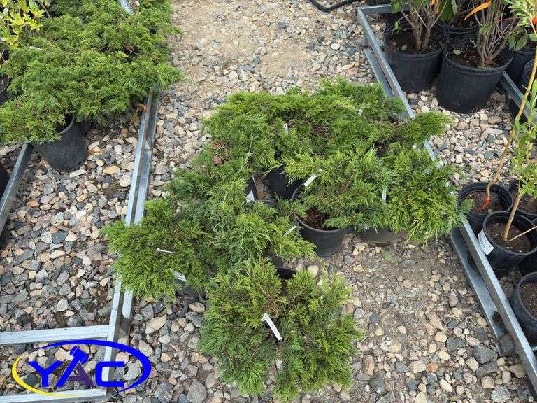 8 - Calgary Carpet Low Junipers (BUYER MUST PAY 8X THE BID PRICE)