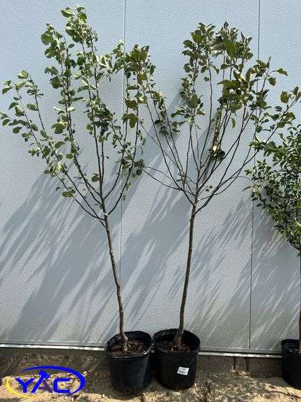 2 - Battleford Apple Trees (BUYER MUST PAY 2X THE BID PRICE)
