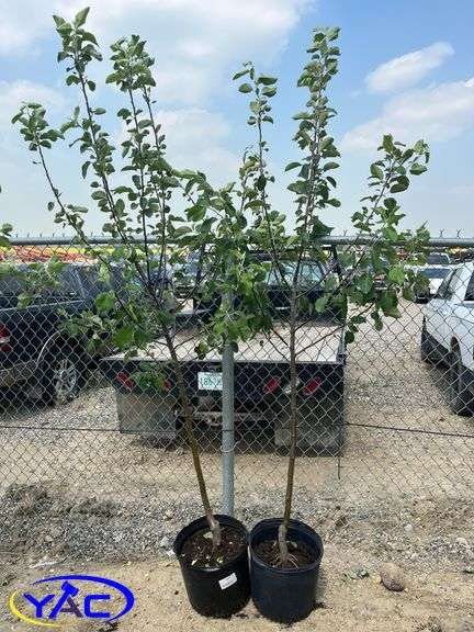 2 - Battleford Apple Trees (BUYER MUST PAY 2X THE BID PRICE)