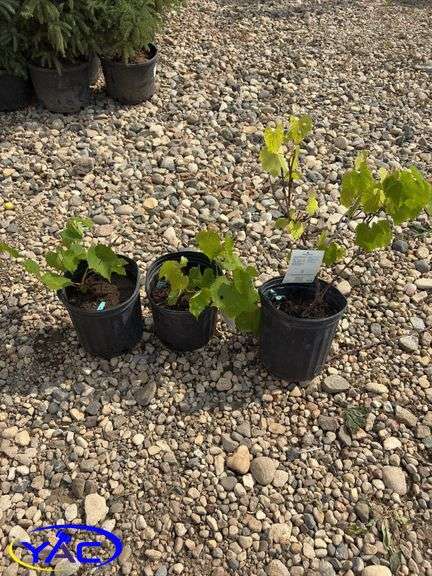 3 - Grape - Beta (BUYER MUST PAY 3X THE BID PRICE)