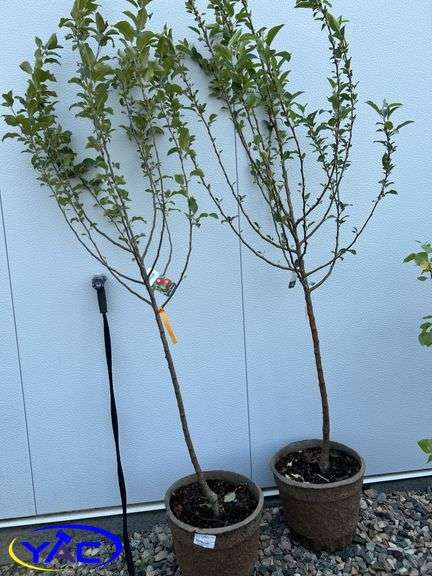 2 - Dexter Apple Trees (BUYER MUST PAY 2X THE BID PRICE)