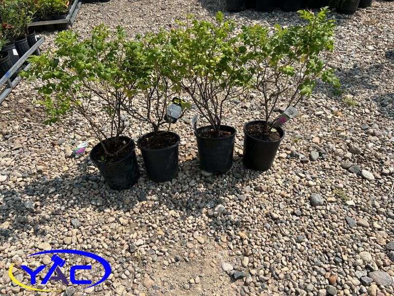4 - Hansa Rose (BUYER MUST PAY 4X THE BID PRICE)
