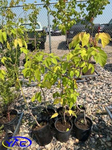 6 - Manitoba Maple Trees (BUYER MUST PAY 6X THE BID PRICE)