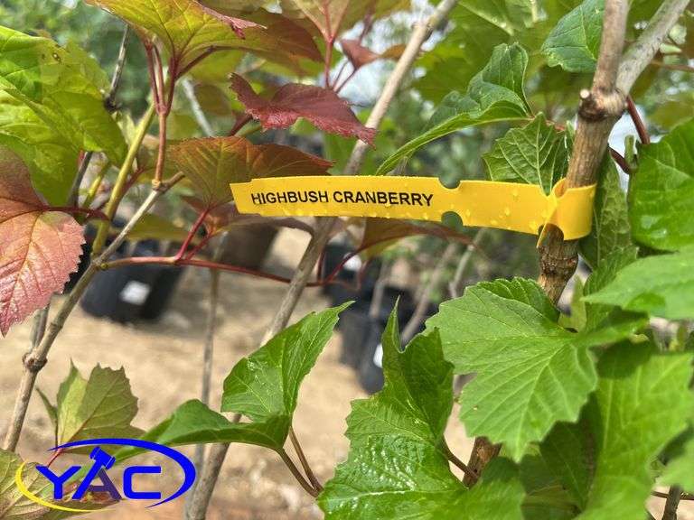 6 - Highbush Cranberry (BUYER MUST PAY 6X THE BID PRICE)