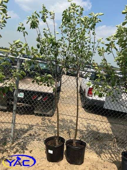 2 - Battleford Apple Trees (BUYER MUST PAY 2X THE BID PRICE)