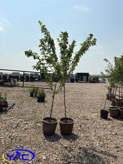 2 - Brook Red Plum Trees (BUYER MUST PAY 2X THE BID PRICE)