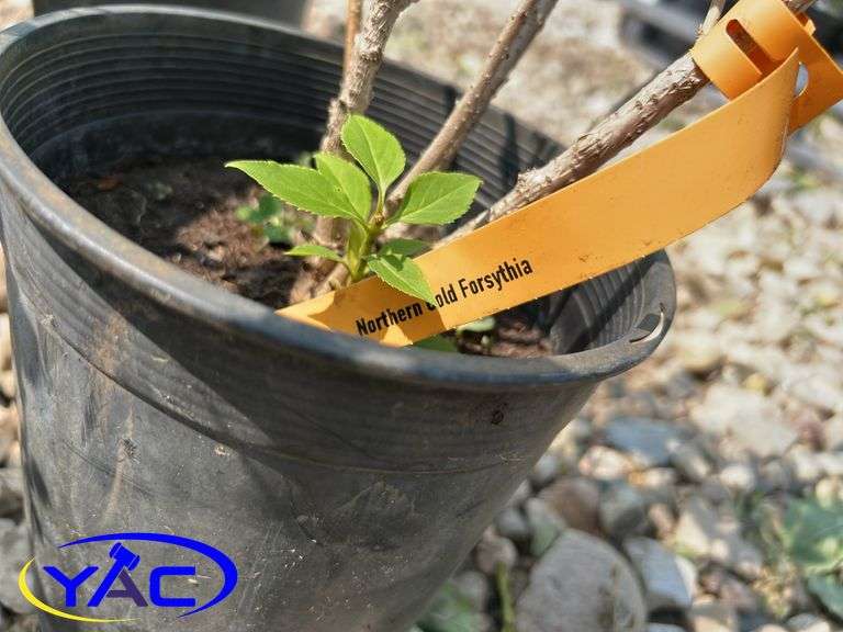 6 - Northern Gold Forsythia (BUYER MUST PAY 6X THE BID PRICE)