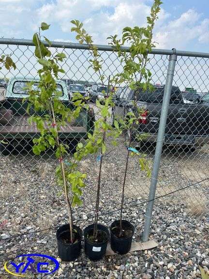 3 - Hardy Gold Plum Trees (BUYER MUST PAY 3X THE BID PRICE)