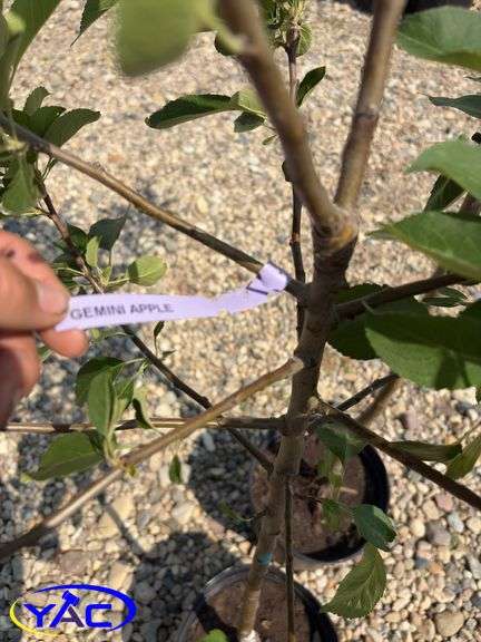 2 - Gemini Apple Trees (BUYER MUST PAY 2X THE BID PRICE)