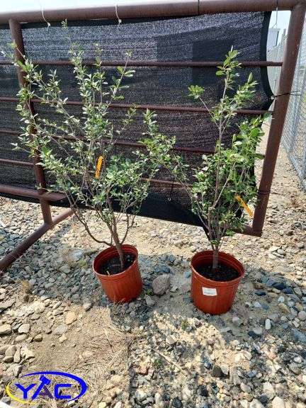 2 - Valentine Cherry 's (BUYER MUST PAY 2X THE BID PRICE)