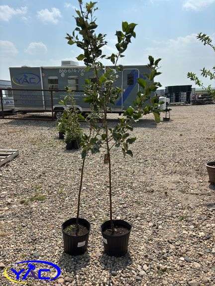 2 - Honeycrisp Apple Trees (BUYER MUST PAY 2X THE BID PRICE)