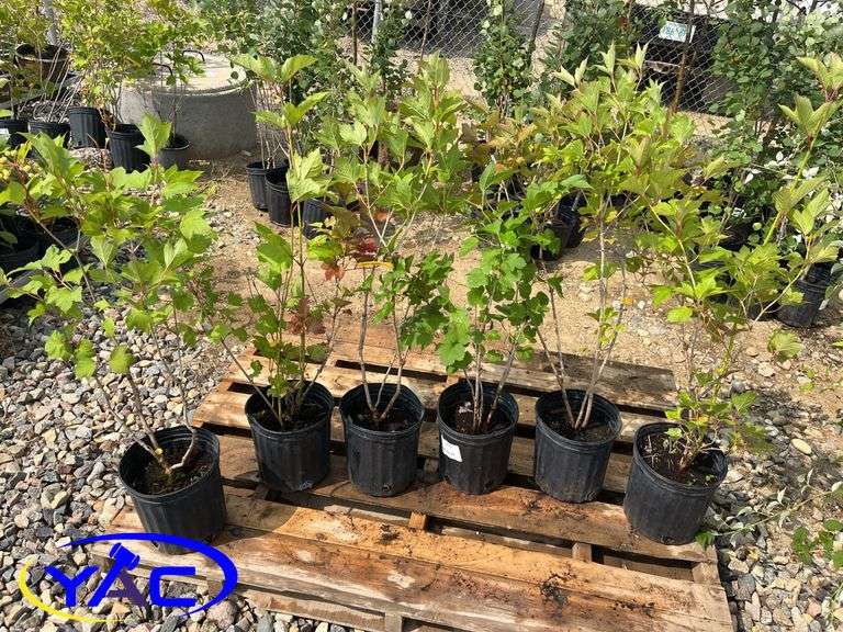6 - Highbush Cranberry (BUYER MUST PAY 6X THE BID PRICE)