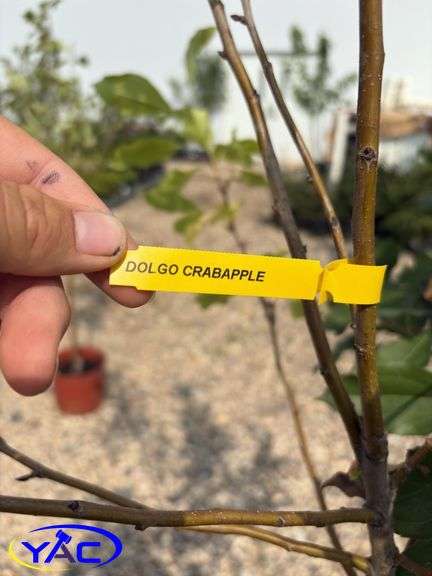 2 - Dolgo Crabapple Trees (BUYER MUST PAY 2X THE BID PRICE)