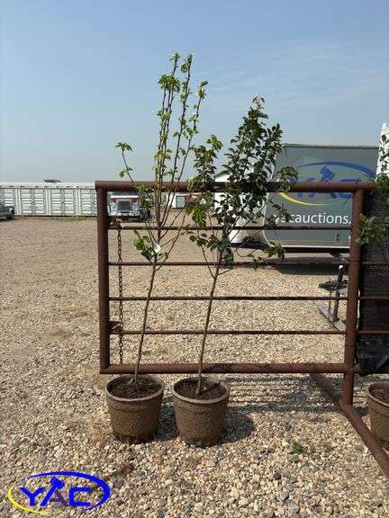 2 - Paul Pear Trees (BUYER MUST PAY 2X THE BID PRICE)