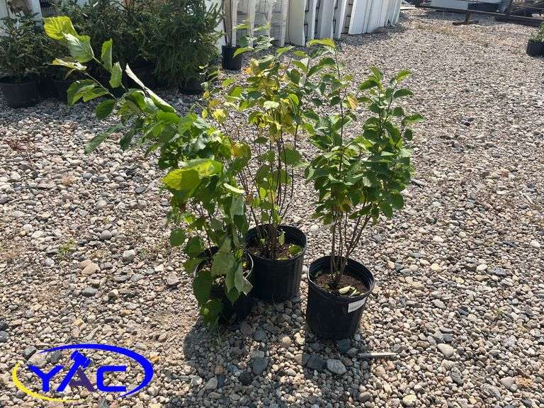 3 - Hazlenut (BUYER MUST PAY 3X THE BID PRICE)