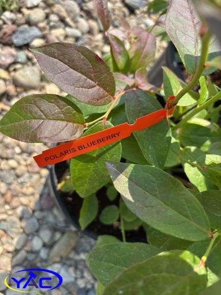 4 - Polaris Blueberry (BUYER MUST PAY 4X THE BID PRICE)