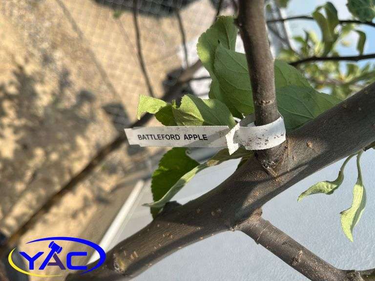 2 - Battleford Apple Trees (BUYER MUST PAY 2X THE BID PRICE)