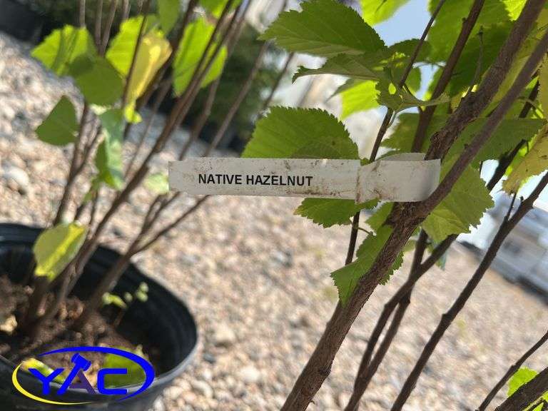 3 - Hazlenut (BUYER MUST PAY 3X THE BID PRICE)
