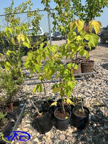 6 - Manitoba Maple Trees (BUYER MUST PAY 6X THE BID PRICE)