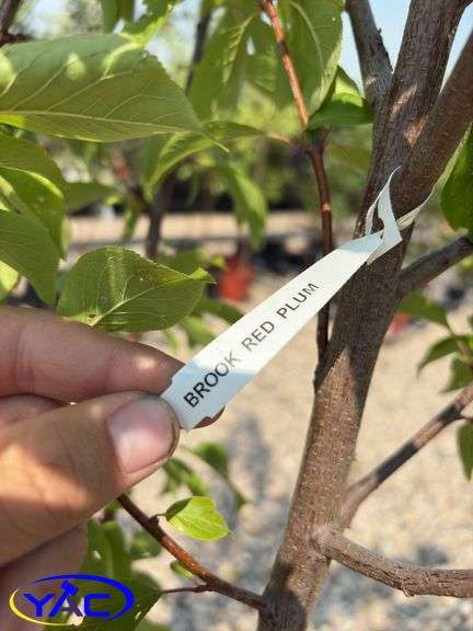 2 - Brook Red Plum Trees (BUYER MUST PAY 2X THE BID PRICE)
