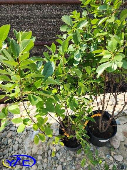 2 - Carmine Jewel Cherry 's (BUYER MUST PAY 2X THE BID PRICE)