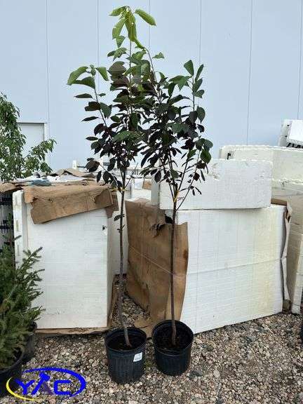 2 - Mayday Trees (BUYER MUST PAY 2X THE BID PRICE)