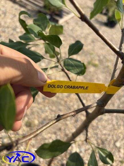 2 - Dolgo Crabapple Trees (BUYER MUST PAY 2X THE BID PRICE)