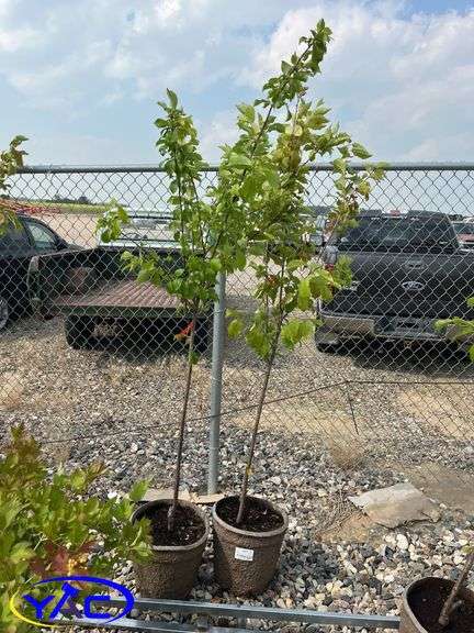 2 - Pembina Plum Trees (BUYER MUST PAY 2X THE BID PRICE)